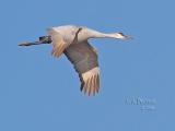 Sandhill Crane