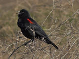 Redwing Blackbird