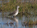 Greater Yellowlegs