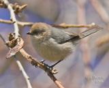 Bushtit Female