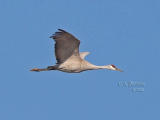 Sandhill Crane