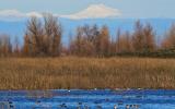 Mt. Lassen as seen from Graylodge Wildlife Area