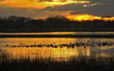 Consumnes River Preserve Sunset