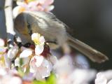 Bushtit female