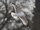 California Gull