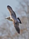 Herring Gull 2nd Year