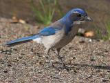 Western Scrub Jay