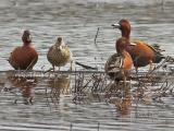 Cinnamon Teal