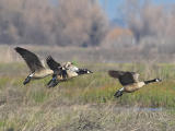 Canadian Geese