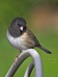 Dark-eyed Junco