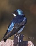 Tree Swallow