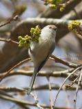 Bushtit Male