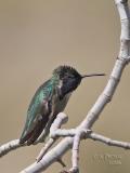 Costas Hummingbird