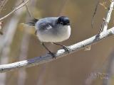 Black-tailed Gnatcatcher Male