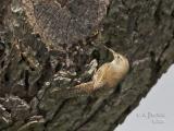 House Wren