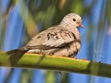 Common Ground Dove