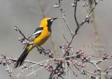 Hooded Oriole