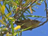 House Wren