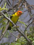 Western Tanager