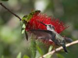 Annas Hummingbird Female