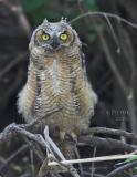 Great Horned Owl Fledgling