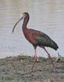 White-faced Ibis