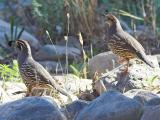 California Quail pair