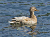 Hybrid Mallard Female