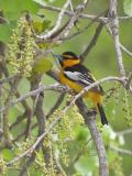 Bullocks Oriole