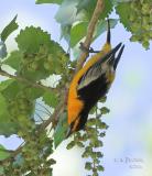 Bullocks Oriole