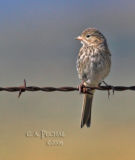 unindentified sparrow Sierra Valley Marsh