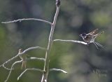 Hammond Flycatcher Pair?