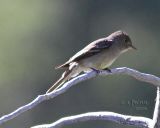 Hammonds Flycatcher?