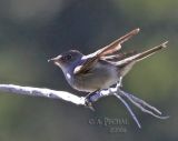 Crop of Hammonds (?) Flycatcher