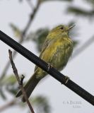 yellowbird3.jpg