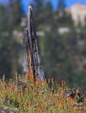 Indian Paintbrush