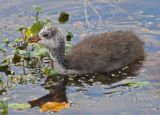 Coot chick