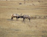 Elk, 2 Bulls Sparring-101008-West Horseshoe Park, RMNP-#0138.jpg