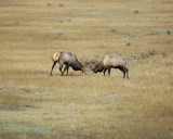 Elk, 2 Bulls Sparring-101008-West Horseshoe Park, RMNP-#0176.jpg