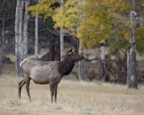 Elk, Cow-101008-West Horseshoe Park, RMNP-#0663.jpg