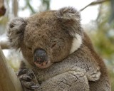 Koala-123008-Hanson Bay Sanctuary, Kangaroo Island, South Australia-#0576.jpg
