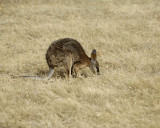 Wallaby, Tammar-010109-Flinders Chase, Kanagaroo Island, South Australia-#0354.jpg