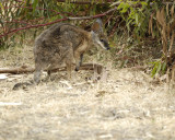 Wallaby, Tammar-010109-Hanson Bay Sanctuary, Kanagaroo Island, South Australia-#0237.jpg