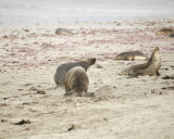 Sea Lion, Australian, 2 Bulls fighting-123008-Seal Bay, Kangaroo Island, South Australia-#0181.jpg