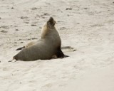 Sea Lion, Australian, Bull barking-123008-Seal Bay, Kangaroo Island, South Australia-#0056.jpg