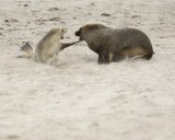 Sea Lion, Australian, Bull fighting female-123008-Seal Bay, Kangaroo Island, South Australia-#0112.jpg