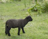 Sheep, Black, Lamb-010409-Banks Pennisula, S Island, New Zealand-#0697.jpg