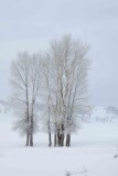 Trees, Hoar Frost-021309-Lamar Valley, YNP-#0002.jpg