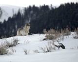 Wolf, Gray, Agate Female Yearling, 302s Group-021309-Boulder, Lamar Valley, YNP-#0028.jpg