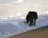 Wolf, Gray, Druid Male, 302s Group-021509-Boulder, Lamar Valley, YNP-#0027.jpg